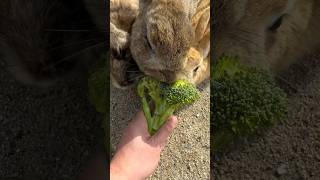 ブロッコリーを食べるうさぎ🥦🐰#rabbit