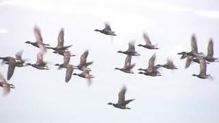 2020 Atlantic Brant Fall Migration