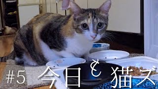 Even today my cats eat food  | eating sounds #05