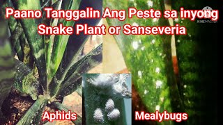 Paano Tanggalin at Maiwasan Ang Peste Sa Snake Plant or Sanseveria