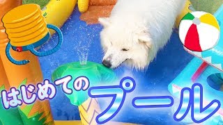 サモエド犬さくら、初めてのプールで大はしゃぎ！