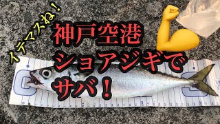 神戸空港ショアジギでサバ！fishingmax神戸ハーバー店