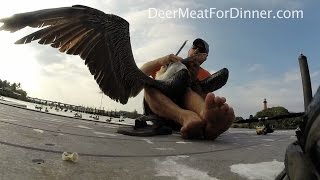 Pelican Saving Mode!!!