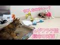 ムギワラ子猫、運命の対面のとき The life of my kitten coming back.