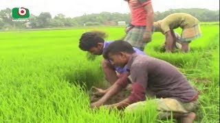 রোপা আমন ধান চাষে ব্যস্ত কৃষক | Natrokona Amon | Shimu | 04Sep18