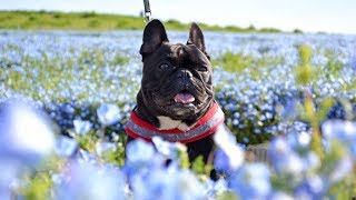 【初顔出し】愛犬と行くひたち海浜公園　ネモフィラの絶景