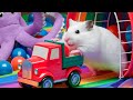 🛑 Hamster Maze with Colorful Traps 🐹 Best Compilation OF Mr Hamster #81