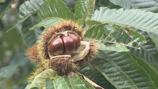 秋の味覚、栗の収穫始まる　ホクホクの栗飯も　香川・さぬき市