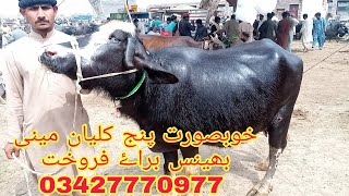 1عدد مینی پنج کلیان بھینس براۓ فروخت 92 animal tv .03427770977/16/04/2021