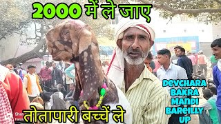 live Devchara Bakra Mandi Bareilly UP देवचरा बरेली यूपी 2000 me Totapari Kids available at low cost