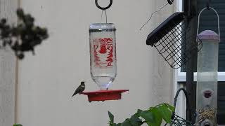 Ruby-throated Hummingbird DRAMA