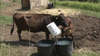 産廃問題乗り越え「豊かな島」に…香川・豊島の夏をスケッチ