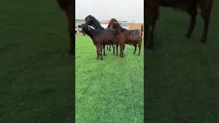 damascus goat monster #viral #shorts #shortsvideo #trending #viralvideo #subscribe #short  #ytshorts