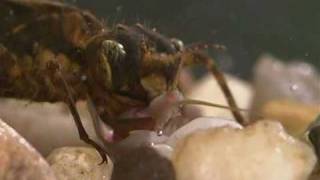 Dragonfly nymph feeding on small aquatic invertebrates