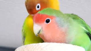 コザクラインコ　ボタンインコ　11時間放鳥　お眠です