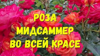 222 Роза #Мидсаммер во всей красе, сезон 2023.