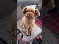 道の駅あいず湯川・会津坂下で休憩中🐶 ショート トイプードル 日本一周