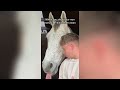 the cutest horses tiktok compilation 2023 40