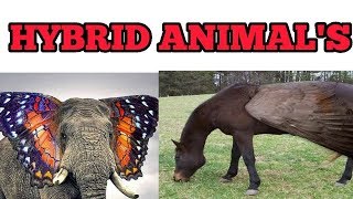 10 Bizarre Hybrid animal That Actually Exist | Intresting Information | Mr Tamil