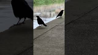 カラスさん、、、その鳴き声はどんな意味なん！？😳😳😳