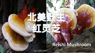 Reishi /Ganaderma Tsugae 野生赤靈芝/抗癌保肝的神奇菌類/肝病的救星/北美野生紅靈芝/松衫靈芝