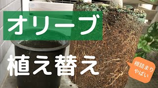 衝撃の根詰まり！オリーブの植え替え