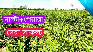 Mixed Gardening মাল্টা পেয়ারা একি জমিতে!!