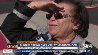 Bunnies Continue To Take Over Neighborhood