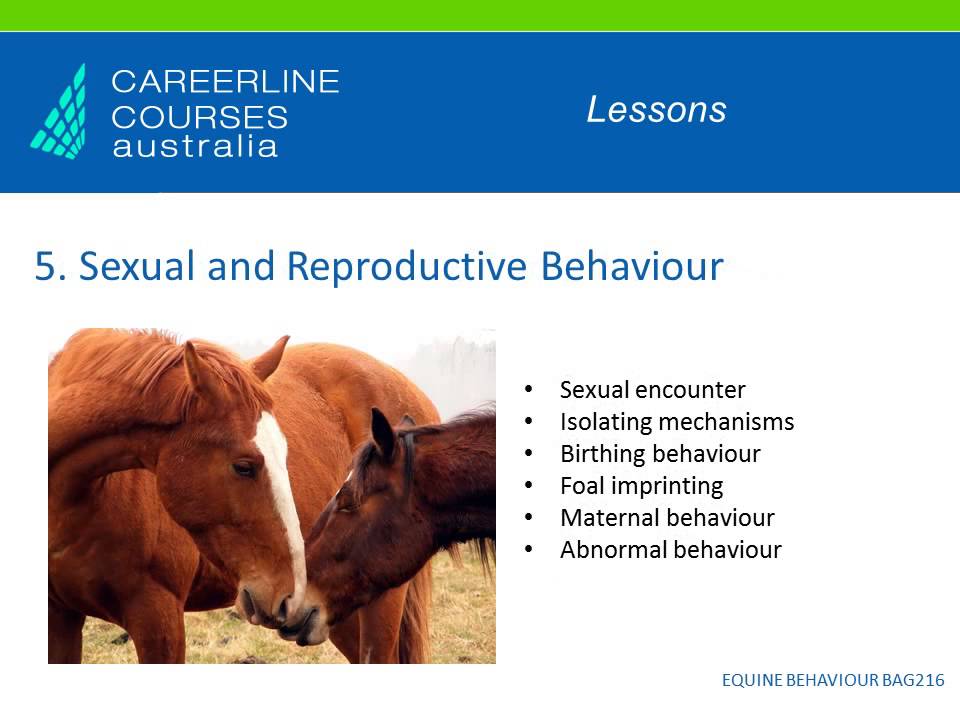 Equine Behaviour Online Course - YouTube