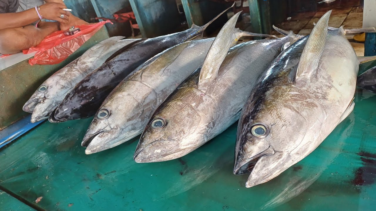 Live 17 Sept 24 рџ ґрџ ґcutting Yellowfin Tuna By Skilled Hands At Sorong