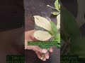 propogation of schefflera plant through leaves in water. viral nature gardening schefflera sgvr