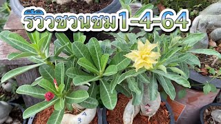 รีวิวชวนชม1-4-64 โทร098-008-3074@bakhthongchannel7974