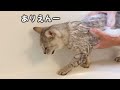 2020年の猫4匹の鳴き声をまとめました！