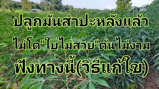 ปลูกมันสำปะหลัง ไม่โต ไม่งาม ฟังทางนี้วิธีแก้ไข