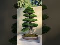 บอนไซญี่ปุ่น สนฮิโนกิ shorts bonsai บอนไซ japan japanese