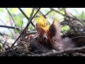 what to do with a baby bird fallen out of nest