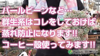 【多肉植物】パールビーンなど…群生系はコレをしておけば蒸れ防止になります!!コーヒー殻使ってみます!!【succulent】トロピカルガーデン