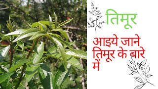 Timur , A herbal Plant and immunity booster. | Herbs and Plants