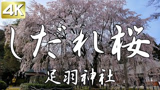 [4K60]足羽神社のしだれ桜。愛宕坂から登りました / Weeping cherry blossoms at Asuwa Shrine from  Atagozaka