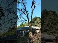 cutting firewood straight from the tree