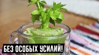 7 овощей, которые вы можете ВЫРАСТИТЬ СНОВА! И снова! И снова! И снова!