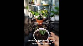 CARA MEMPERBESAR UKURAN DAUN KELADI/ALOCASIA CUMA MODAL GUNTING #caramemperbesardaunkeladi