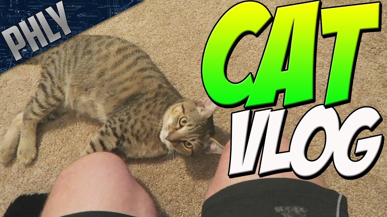 Cat Vlog My Setup Tour Youtube