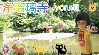 🐈浄瑠璃寺🔔野良猫に案内され極楽世界を現す庭園と９体の阿弥陀如来が居るパワースポットへ🔔Jyoruriji temple🐈Cats guided a garden world of paradise🌟