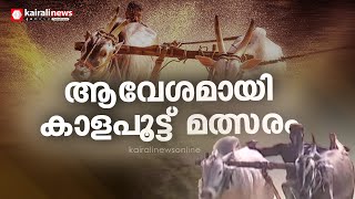 കന്നുകളുടെ വീറും വാശിയും ആയിരങ്ങൾക്കാണ് ആനന്ദമേകി; ആവേശമായി കാളപൂട്ട് മത്സരം  | palakkad