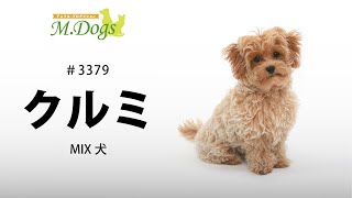 ペットモデル #3379 MIX犬「クルミ」