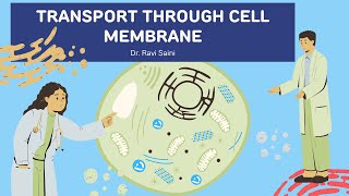Facilitated Diffusion Explained: How Molecules Move Like Magic!