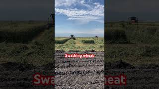 Swathing wheat in Bakersfield California #silage #farmequipment #farming #farmtech #farmmachinery