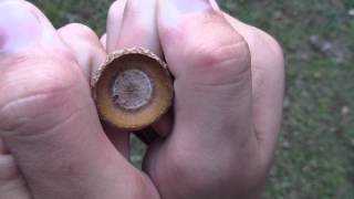 How to whistle with an ACORN CAP \u0026 BOTTLE CAP