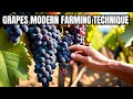 High-Tech Modern Farming Technique and Hand-Picking Harvest Millions of Grapes